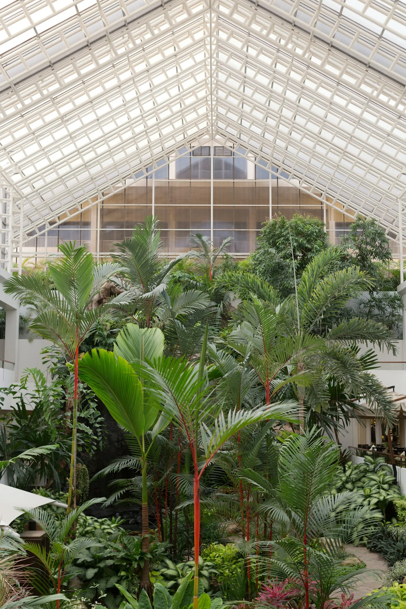 palm trees under a roof